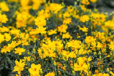 Close-up of yellow flowering plants on field