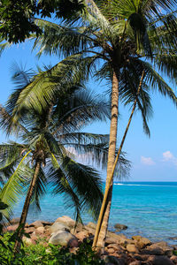 Palm trees at beach against sky