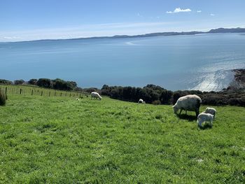 View of sheep on field by sea against sky