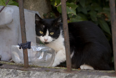 Portrait of a cat