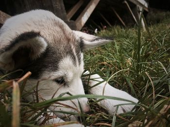 Close-up of sheep relaxing on grass