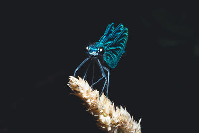 Close-up of insect over black background