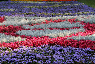 Full frame shot of fresh purple flowers in field