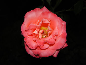 Close-up of pink rose against black background