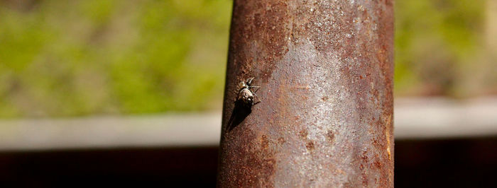 Close-up of lizard on tree trunk in forest