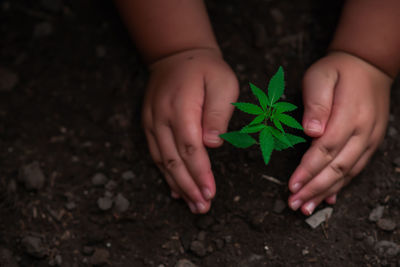 Close-up of hand holding leaves