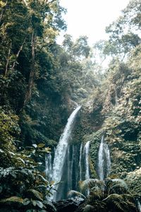 View of waterfall in forest