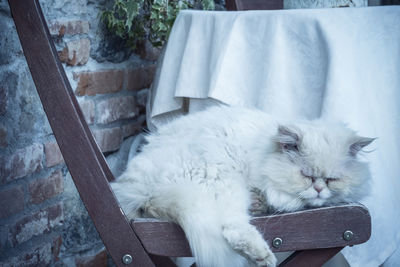 Close-up of cat sleeping on chair