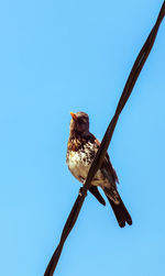 Close-up of bird perching on pole against clear blue sky