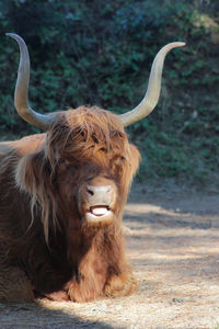 Close-up of cow relaxing on field