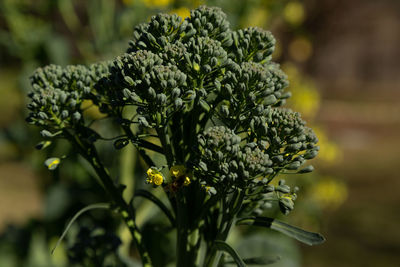 Close-up of flowering plant