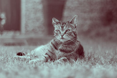 Portrait of cat on grass