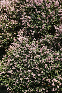 Full frame shot of pink flowering plants