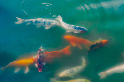 Fish swimming in sea