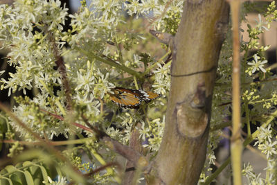 Close-up of butterfly perching on tree