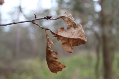 Close-up of dry leaf on tree