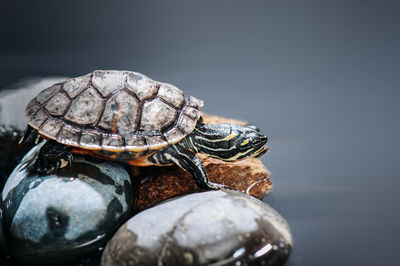 Close-up of turtle