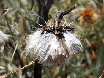 Close-up of flower