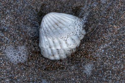 Close-up of crab on sand