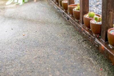 Close-up of lizard on footpath