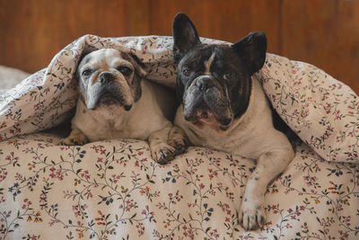 Portrait of dog resting on bed at home