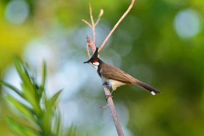 Bird perching on a branch