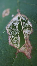 Close-up of green leaves