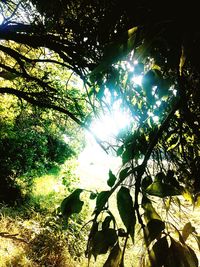 Low angle view of trees