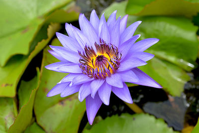 Close-up of purple lotus water lily