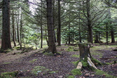 Pine trees in forest