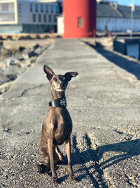 Portrait of a dog on land