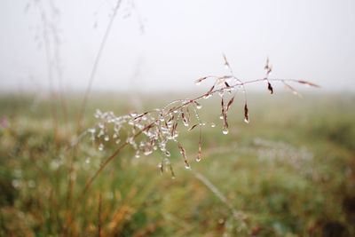 Close-up of water drops on plant against blurred landscape