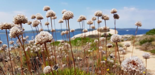 Close-up of flowering plants on field
