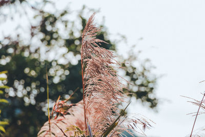 Low angle view of plant against sky