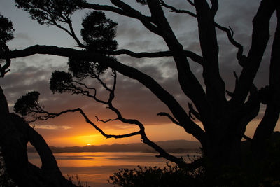 Silhouette trees against sky during sunset