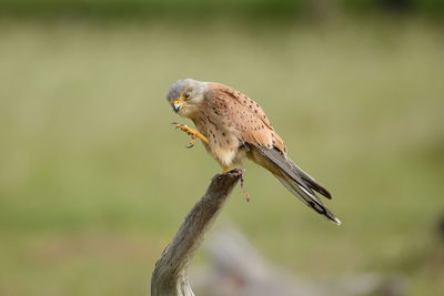 Close-up of bird perching on tree