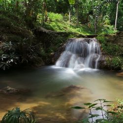 River flowing through forest