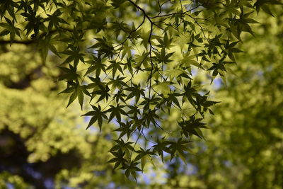 Close-up of flowering plant against tree