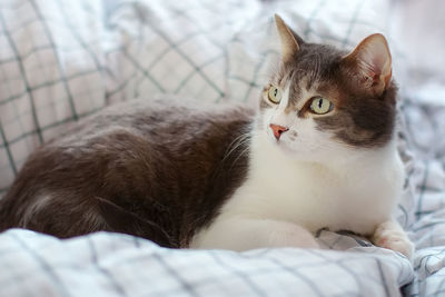 A beautiful gray cat with big eyes lies on a blanket during the day and looks carefully away.