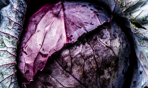 Close-up of leaves