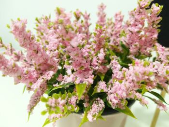 Close-up of pink flowers on tree