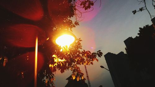 Low angle view of trees against sky at sunset