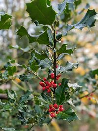 Close-up of berries on plant