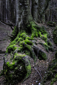 Moss growing on tree trunk