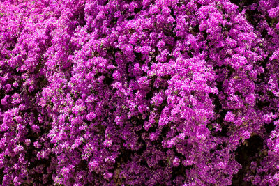 High angle view of pink flowering plants on field