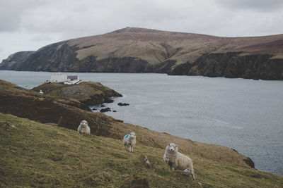 Sheep by the sea against sky