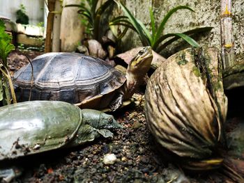 Close-up of a turtle