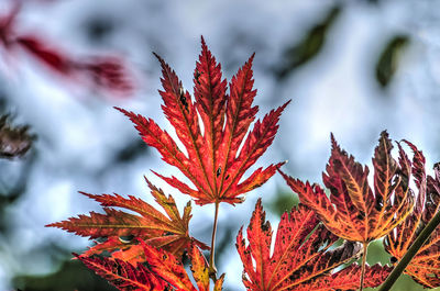 Close-up of red leaves on plant during autumn