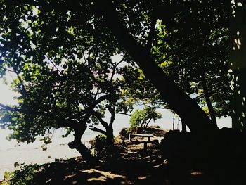 Low angle view of tree