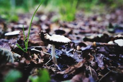 Close-up of mushroom growing outdoors